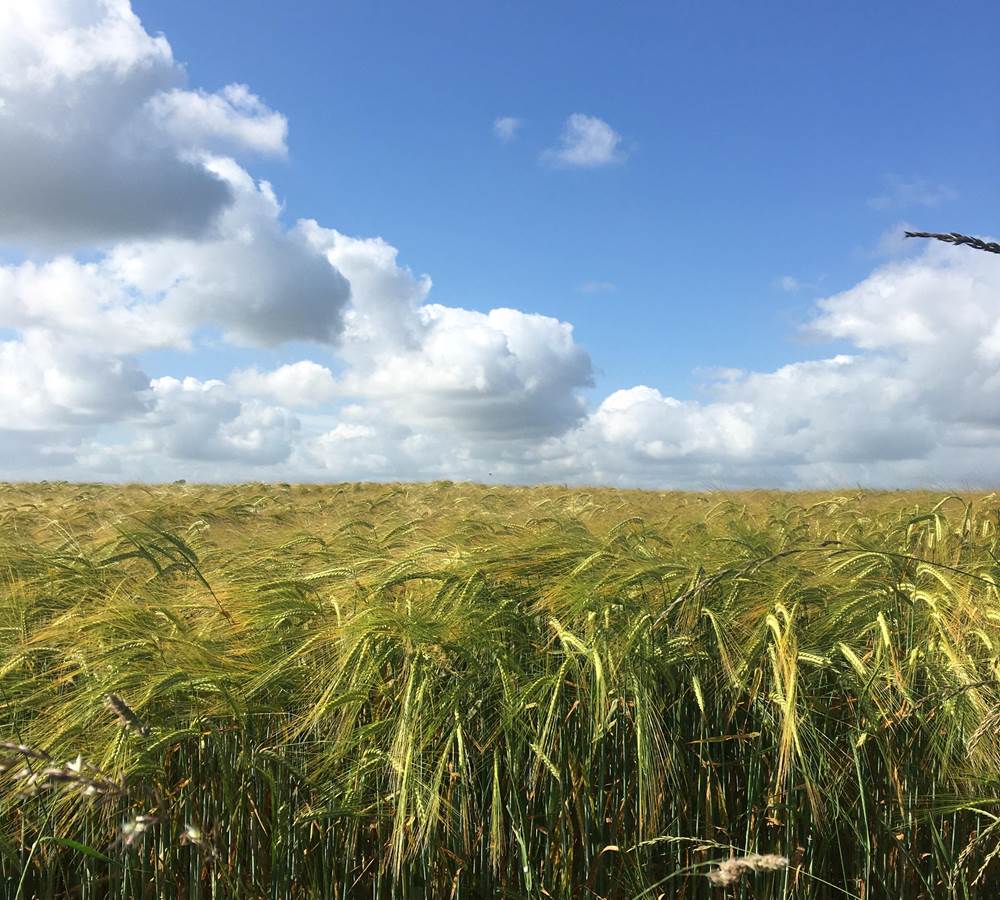 Champs de Blé à Béhen