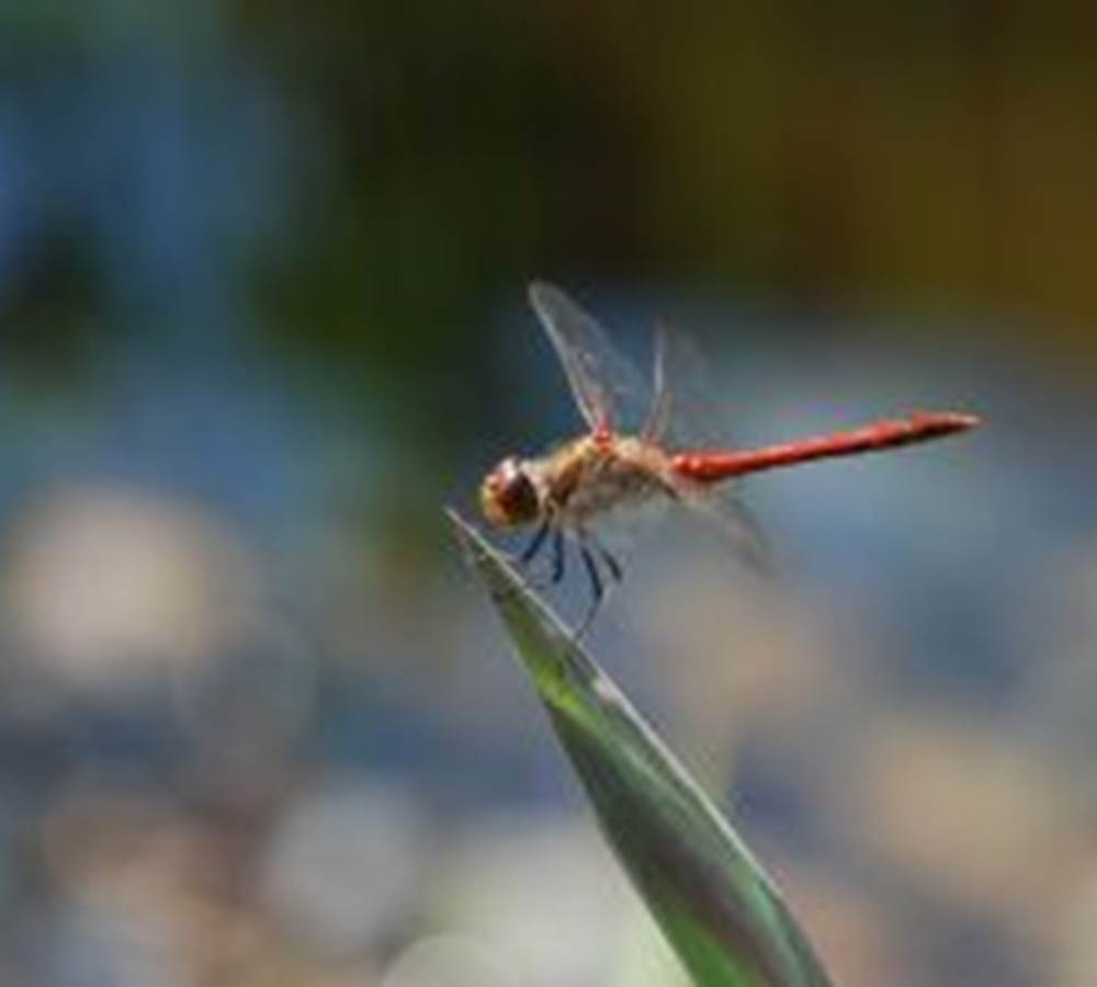 libellule rouge