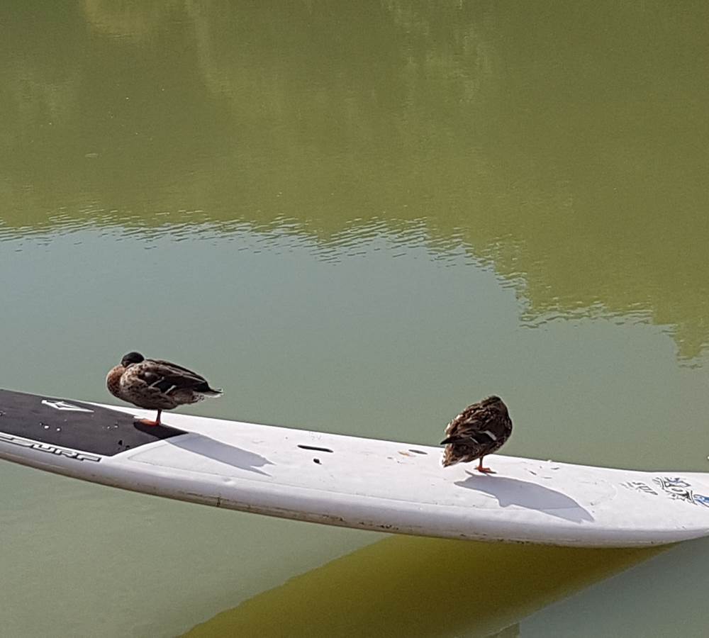 canards