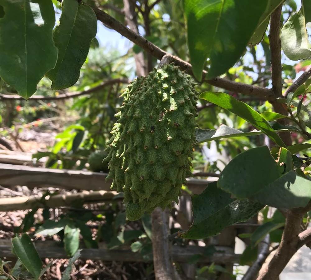 Iguane House villas & Micro Spa corossol du verger