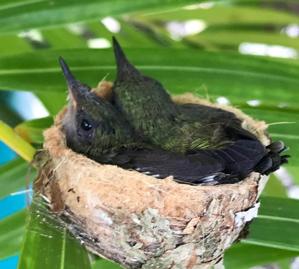 Iguane House villas & Micro Spa nos locataires perpétuels