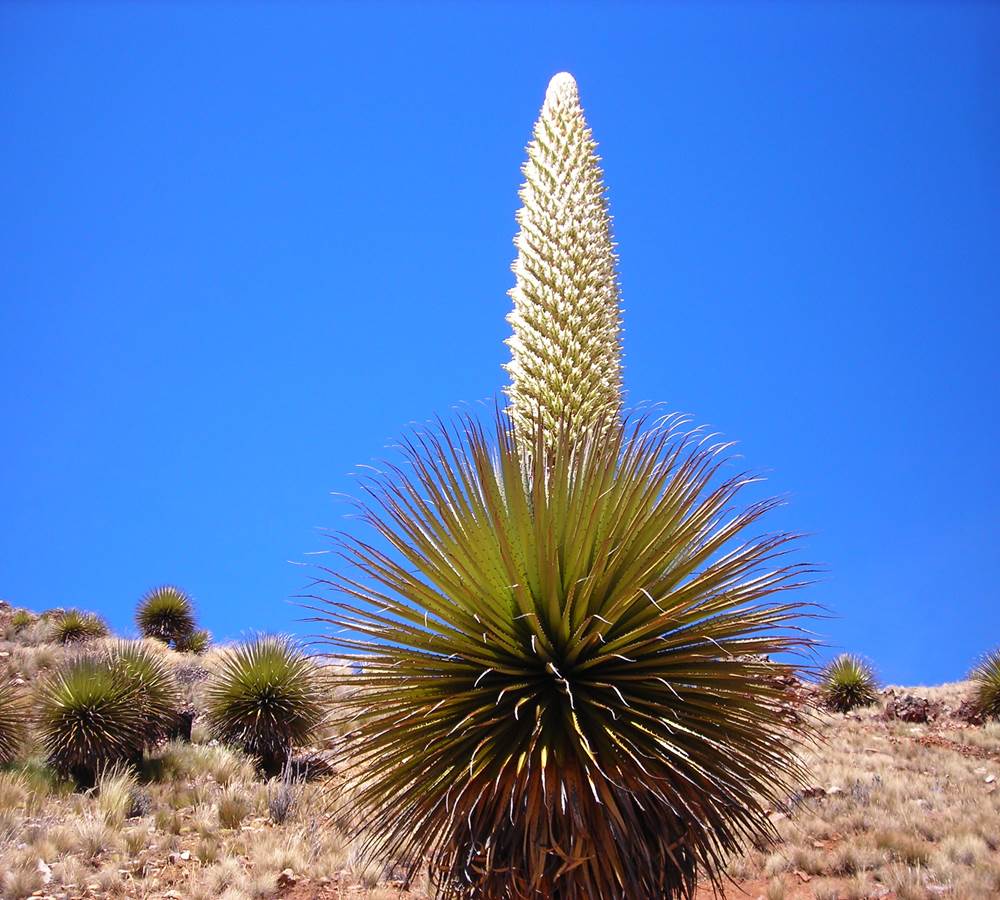 Puya Raimondi, la fleur mas alta del mundo