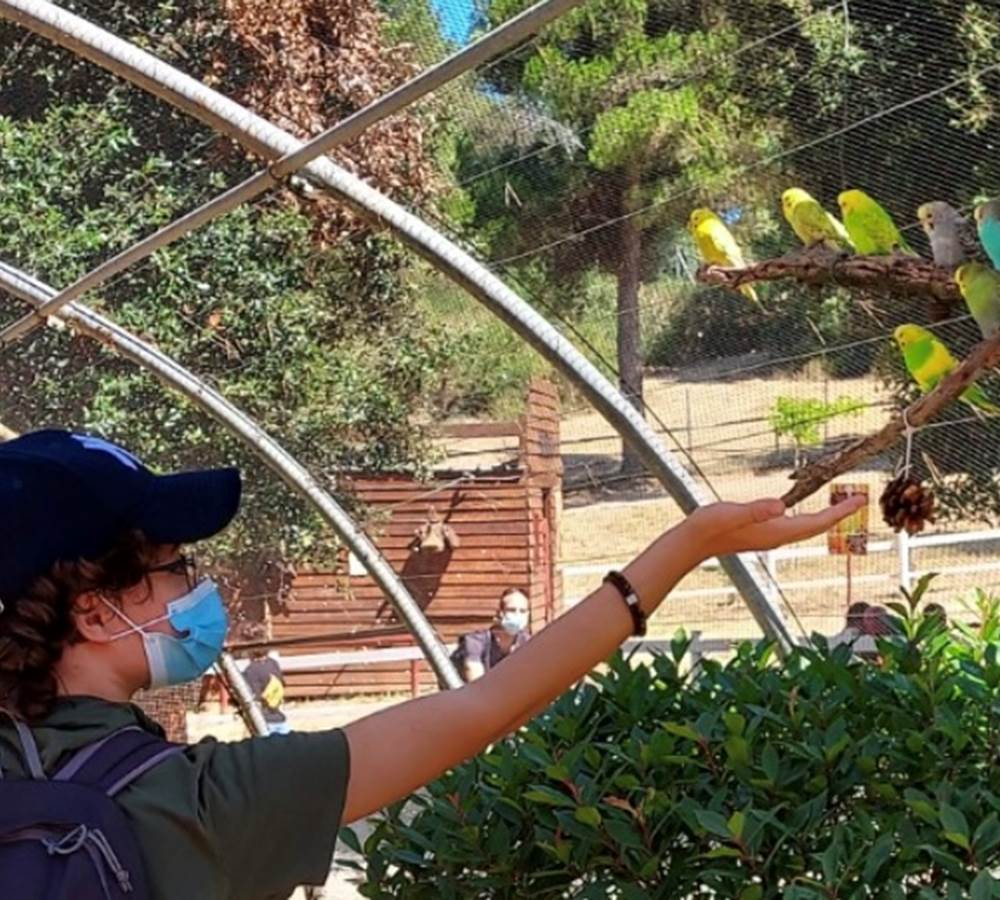 nourrissage-perruches