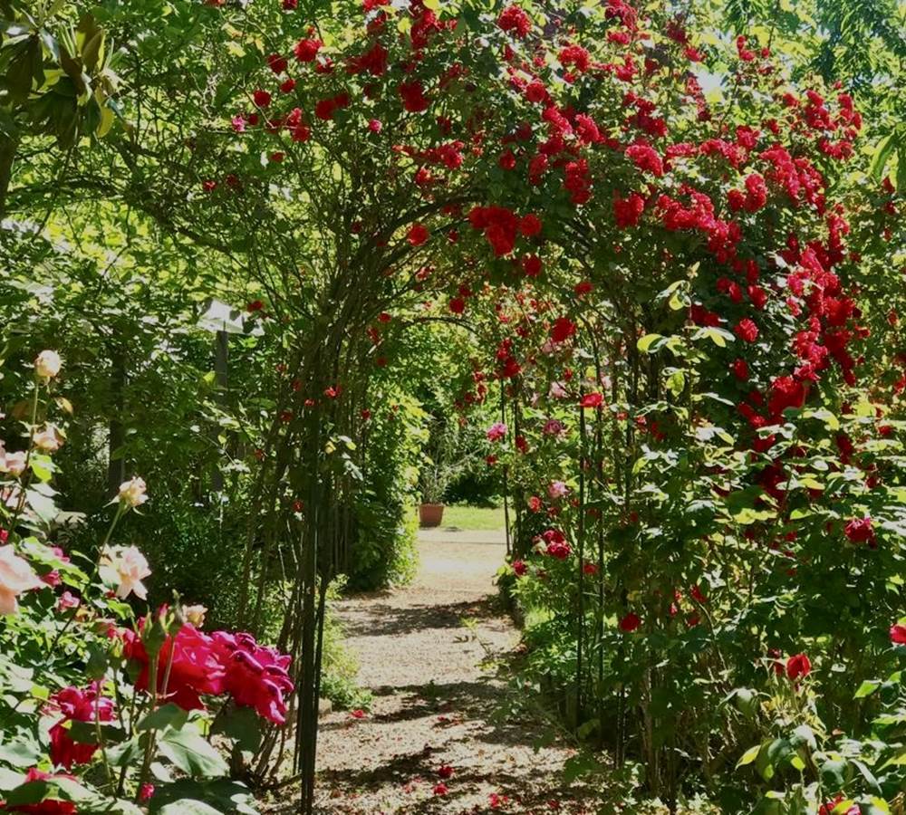 Allée de roses