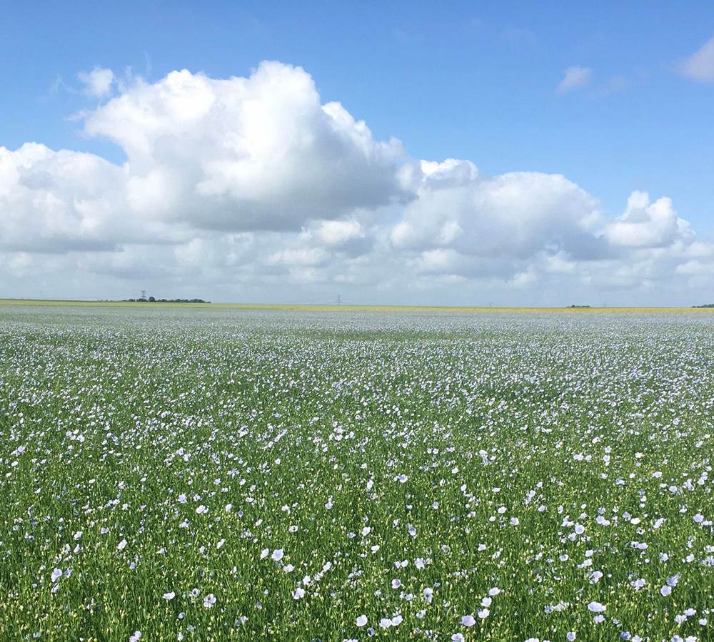 Champs de lin à Béhen
