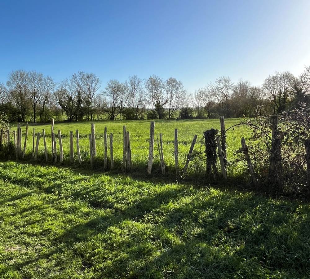 Vue prairie devant Avocette et Fauvette