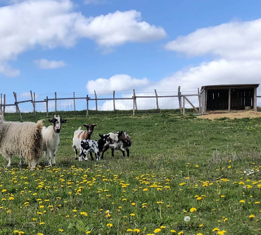 FERME DU FERRON CONDEON