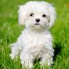 bichon-maltais-095643
