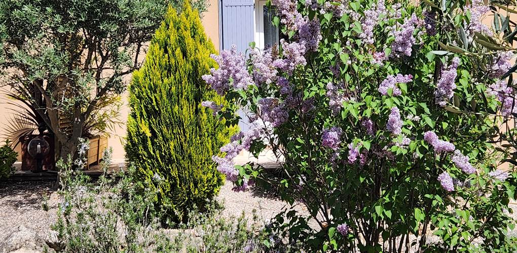 Lilas en fleurs au printemps gîte Luberon Lub'heureux