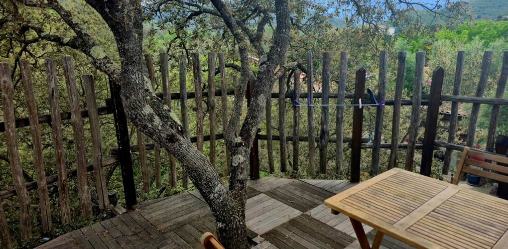 Un olivier au milieu de la terrasse