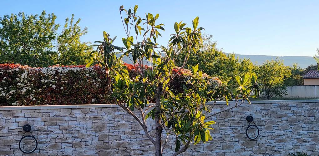 24 Nouvel arbre