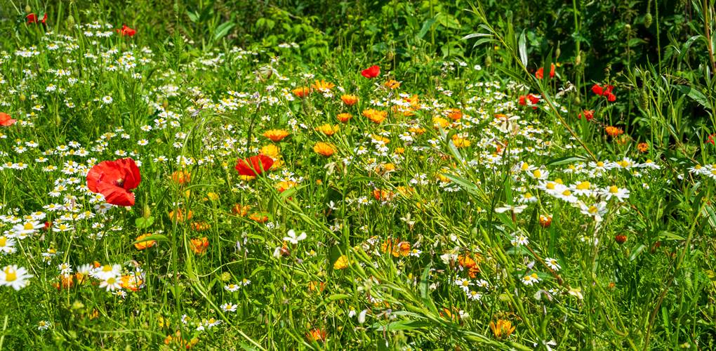 En plein nature - in volle natuur
