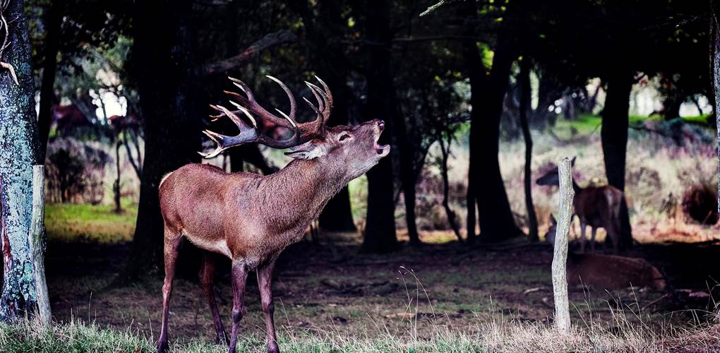 ©Les cerfs de la Fardelliere - brame cerf