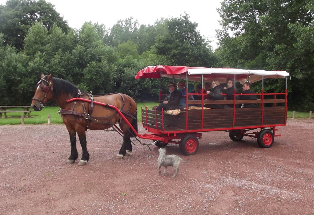Attelage chariot tiré par une cob Normande