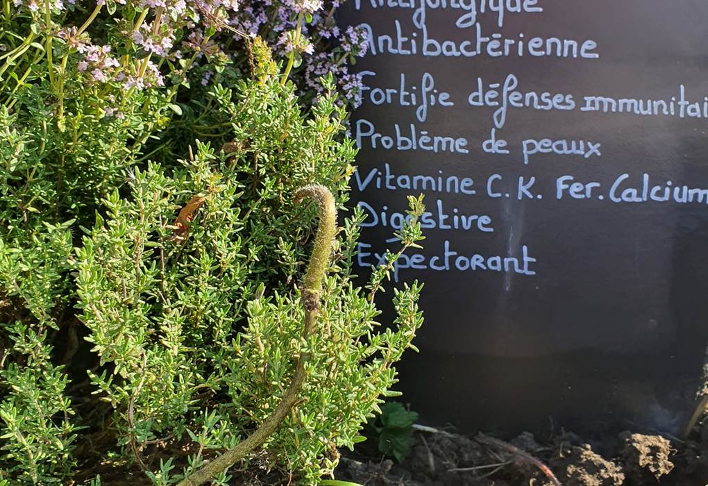 Notre jardin sans pesticides pour vos tisanes