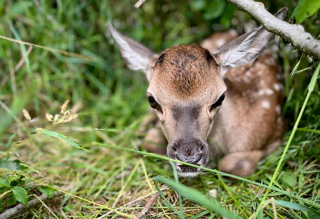 Faons - Les cerfs de la Fardelliere