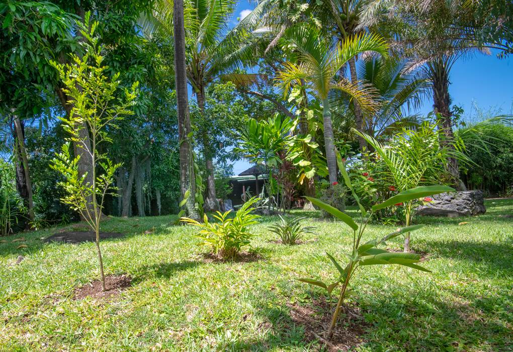 Jardin arboré et végétalisé