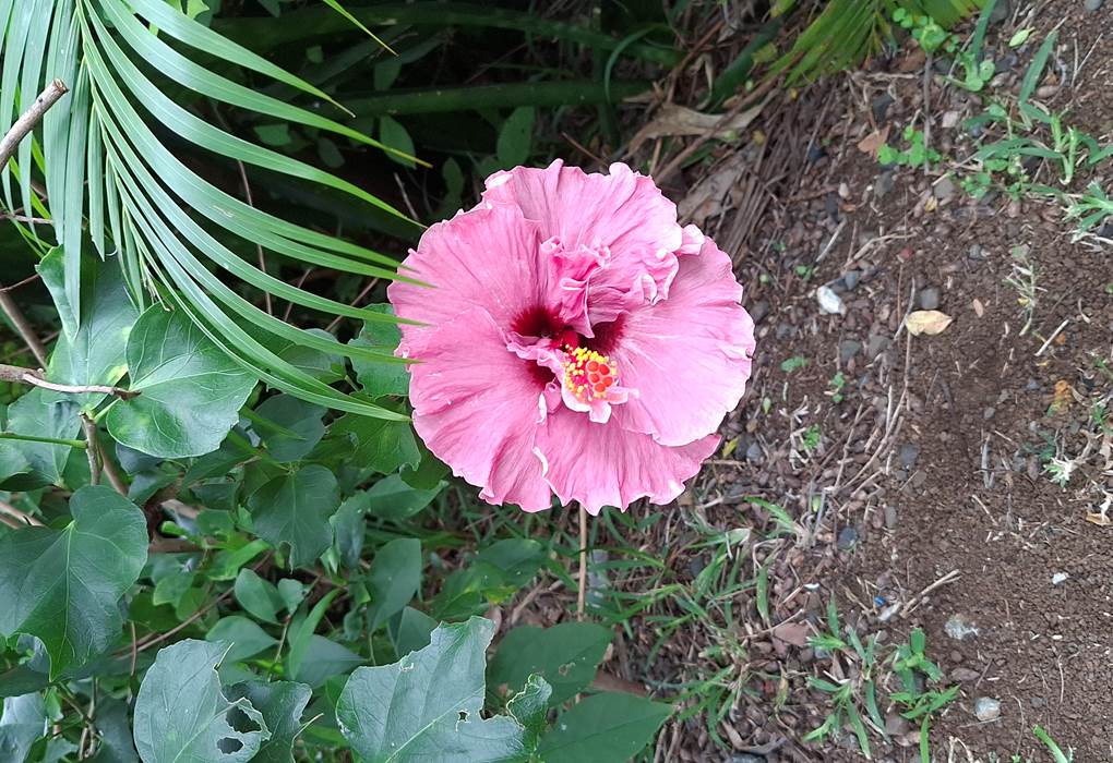 HIBISCUS