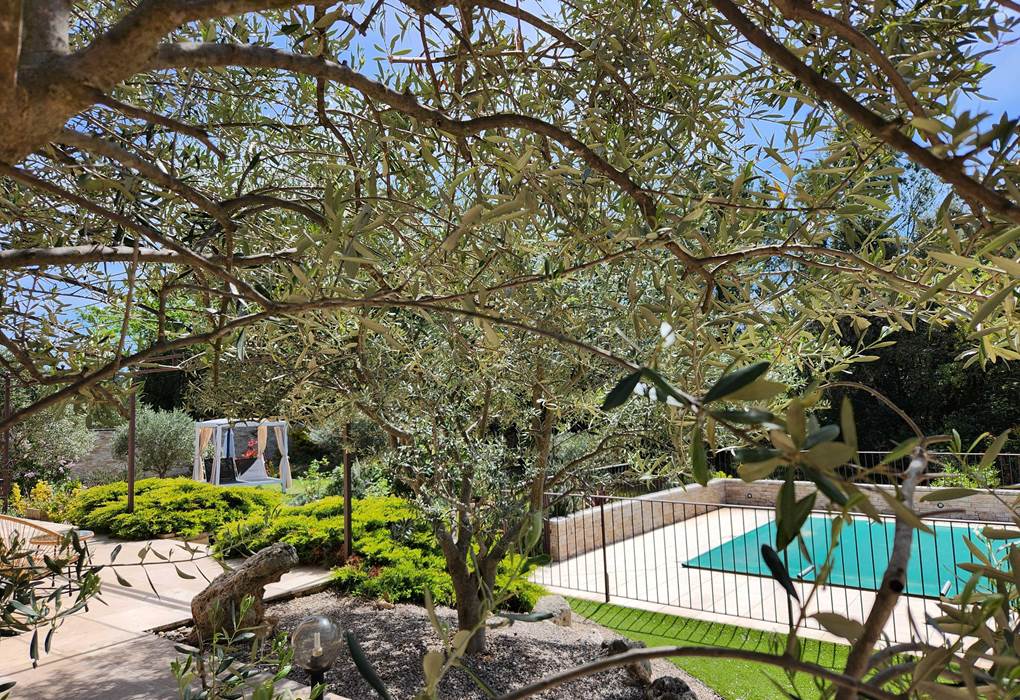 24 oliviers sur la terrasse