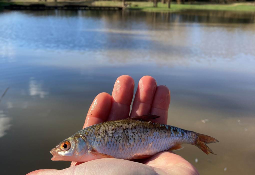 Ecolodge Charles Ashton poisson gardon