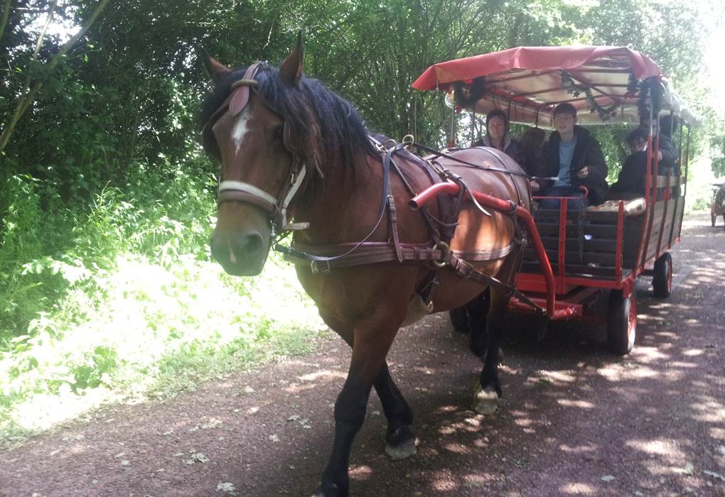 Promenades ou animations montées et attelées chariot bâché, sulky, carrosse, marathon
