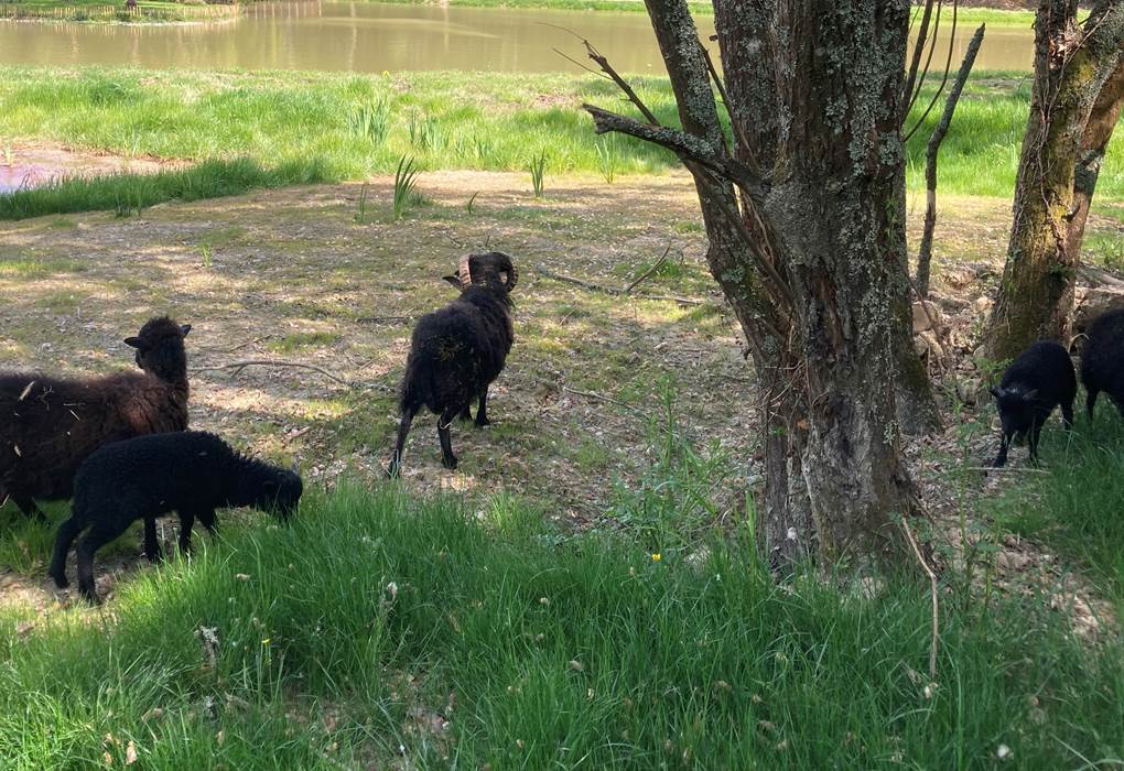 Ecolodge Charles Ashton mouton