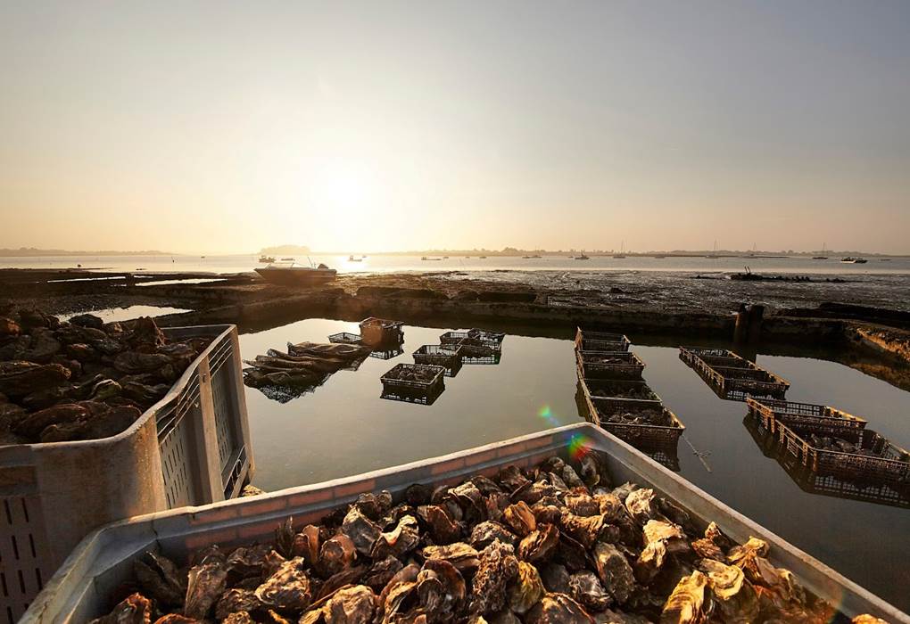 degustation huitres à 5 kms