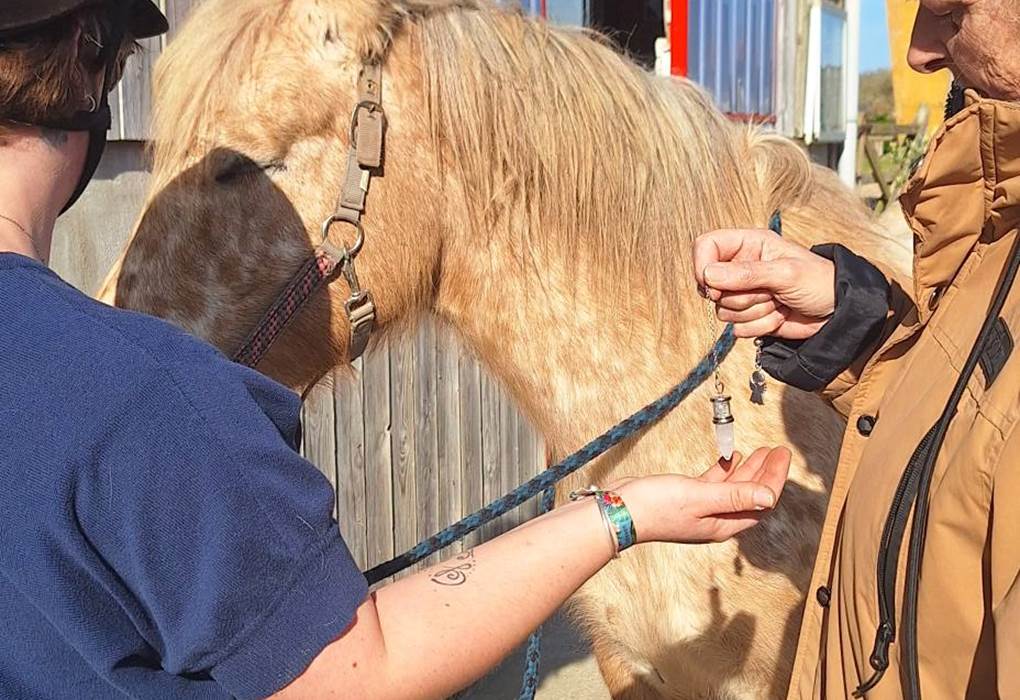 Equinergie Soulager vos douleurs physique, psychologique grâce a nos chevaux avec l'énergie
