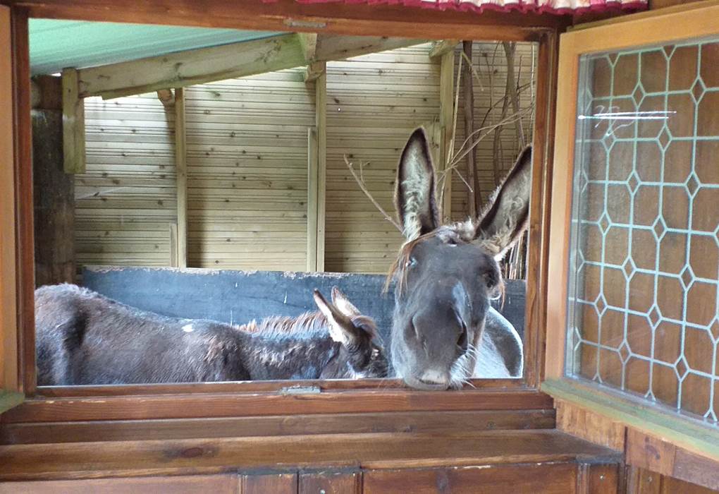 fenetre du château donnant dans le boxe qui vous permet de vivre avec nos chevaux et nos ânes.