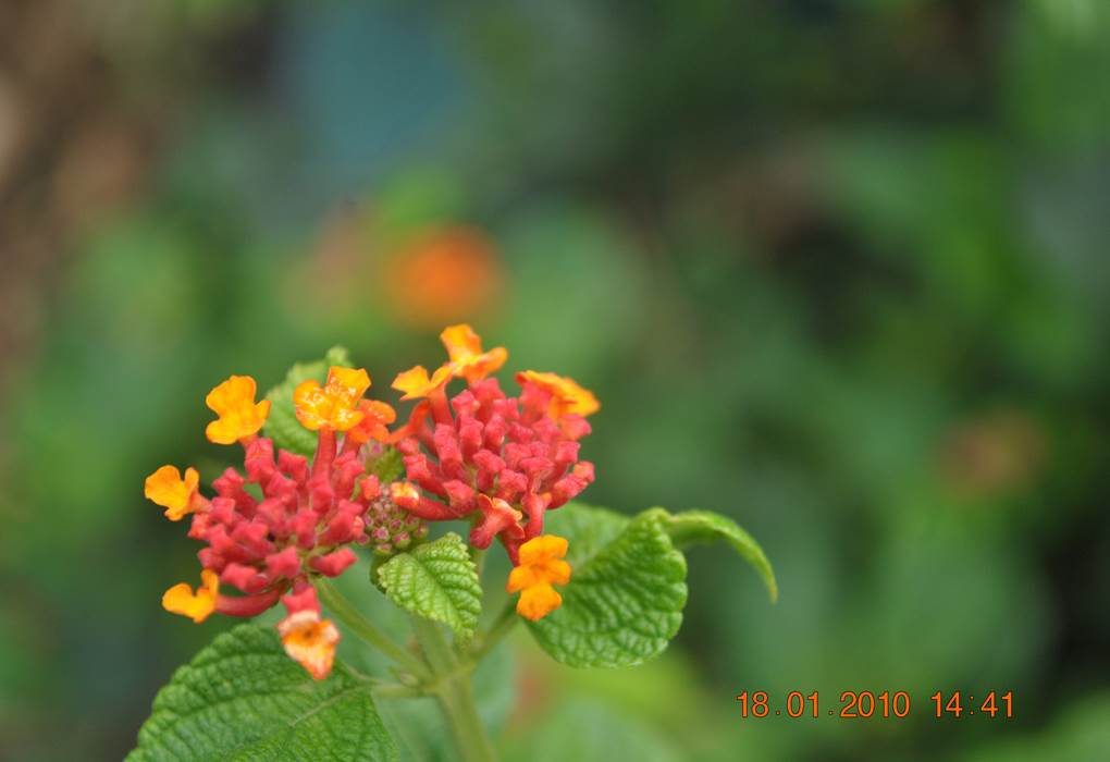 fleur 1