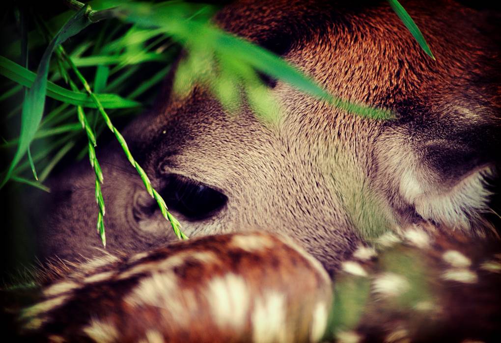 Faons - Les cerfs de la Fardelliere