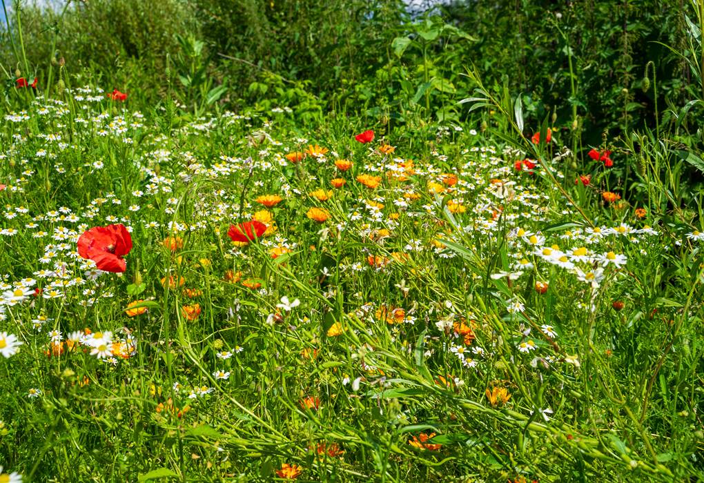 En plein nature - in volle natuur