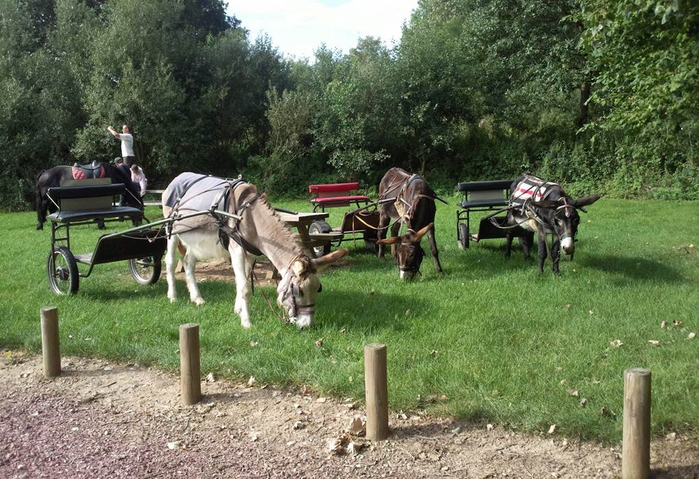 Promenades ou animations montées et attelées chariot bâché, sulky, carrosse, marathon