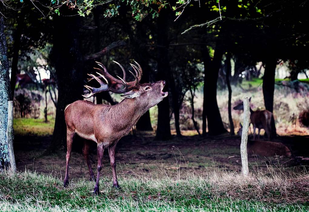 ©Les cerfs de la Fardelliere - brame cerf