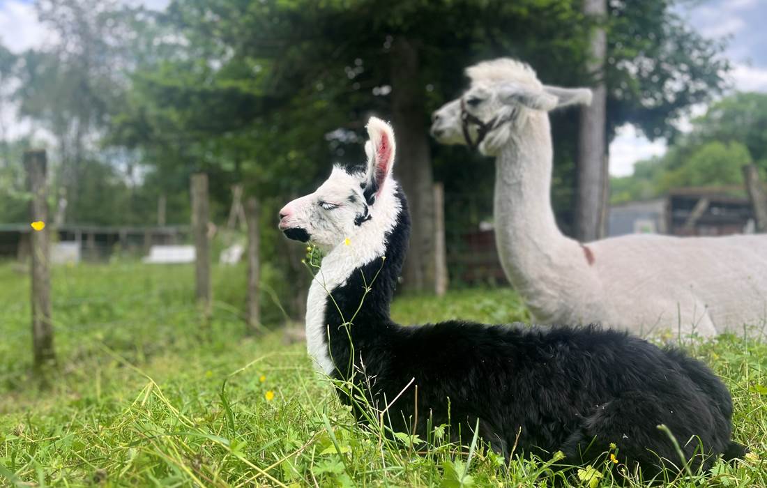 AU MILIEU DES LAMAS