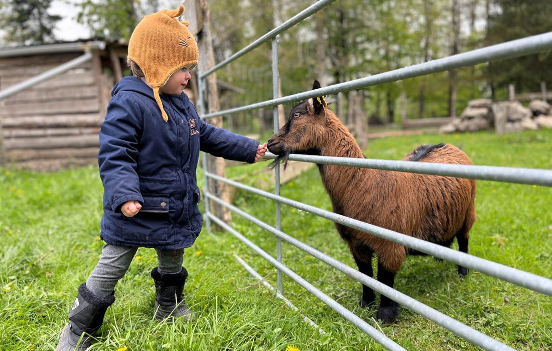enfant qui nourrir une chèvre