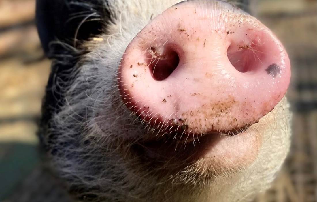 Rencontre atypique -lama loisir