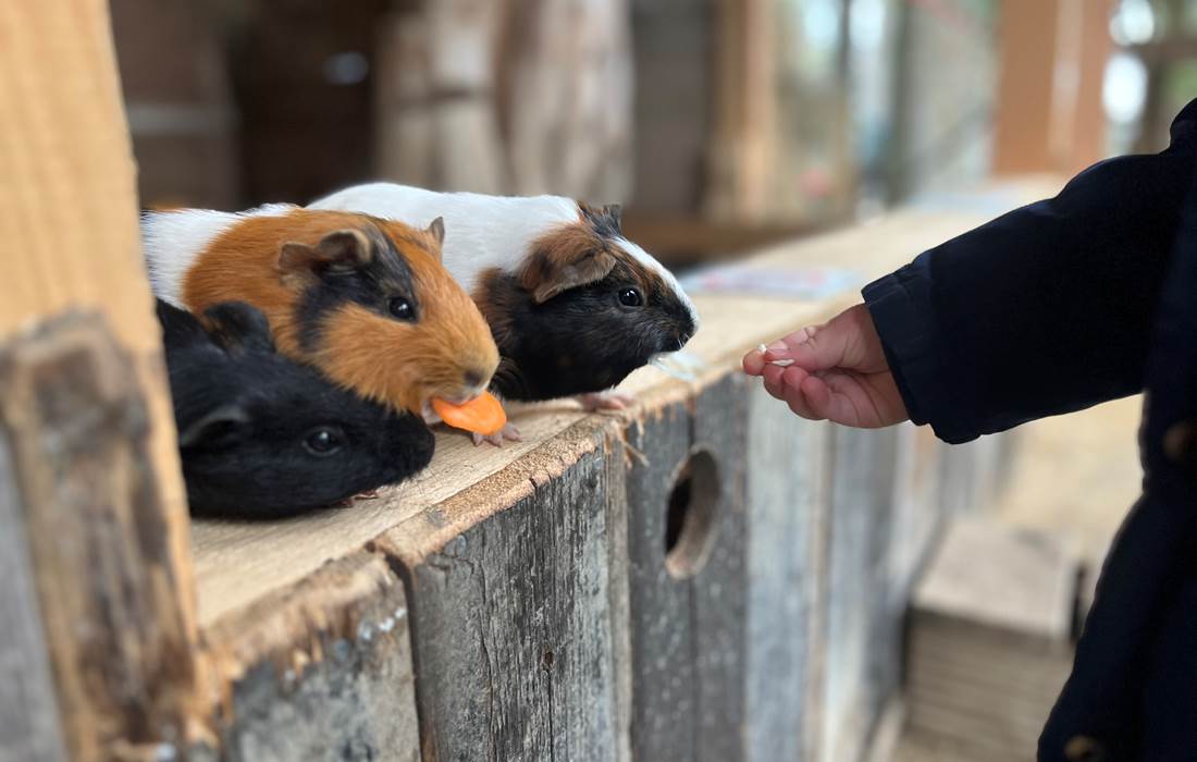 NOURRIR LES LAPINS ET COCHON D'INDE