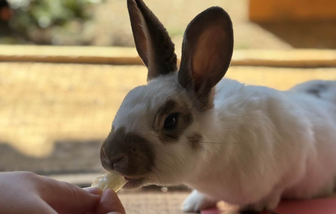 Sortir avec les enfants- lama loisir