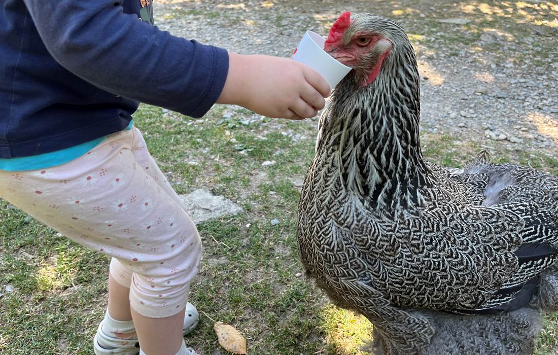 POULES GEANTES