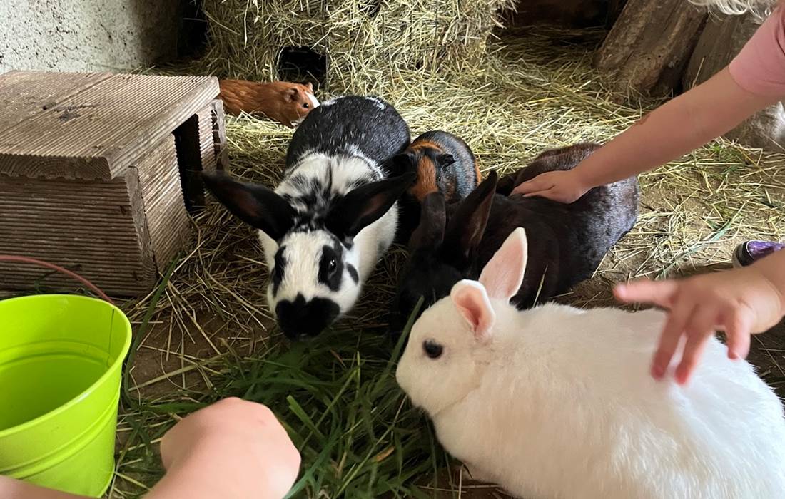 Des activitées ludiques