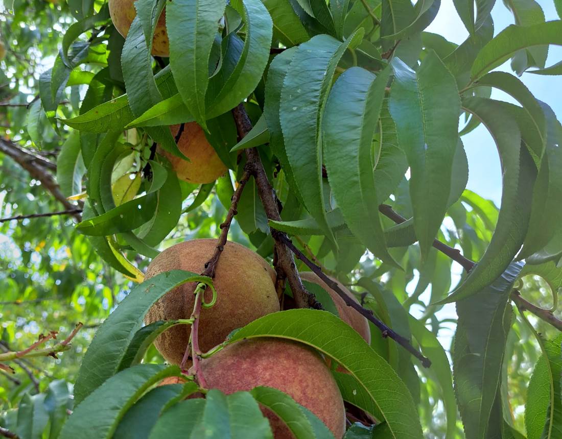 Fruits du verger bio INYAQAB Dordogne Périgord