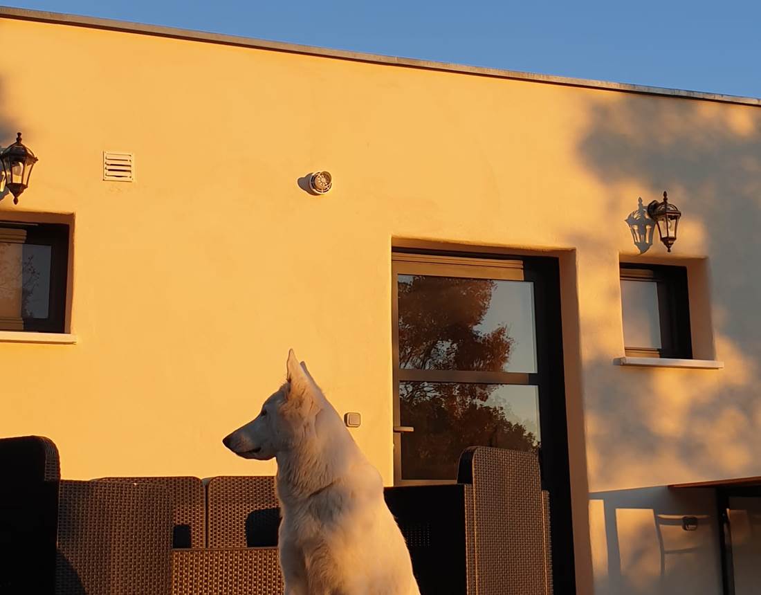 Animaux de compagnie bienvenus