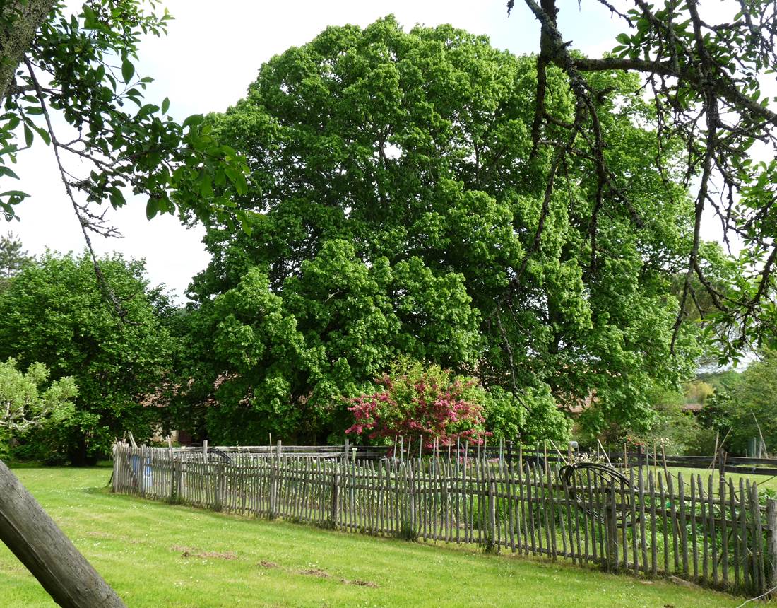 jardin gîte dordogne périgord calme nature