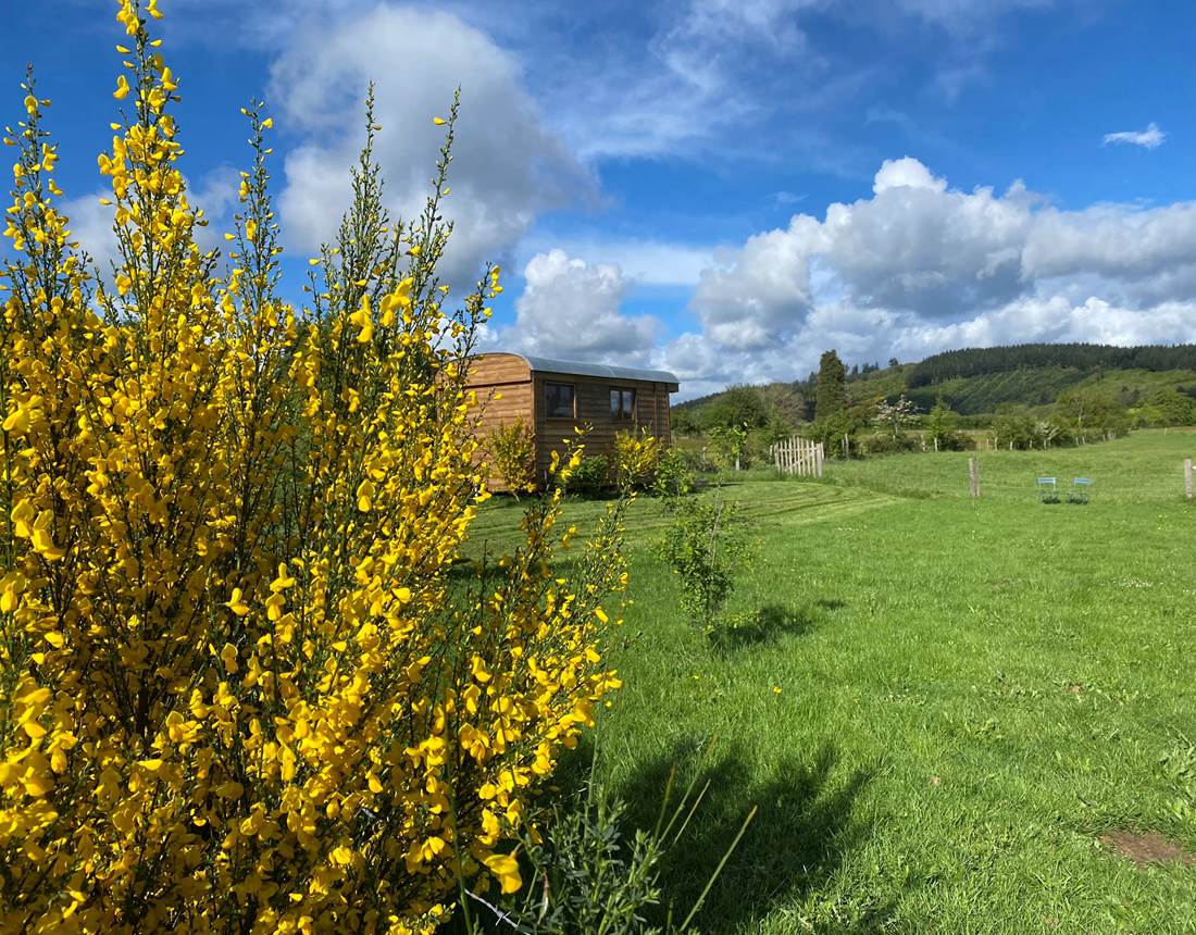 Les terres de la chouette, les genêts du mois de mai