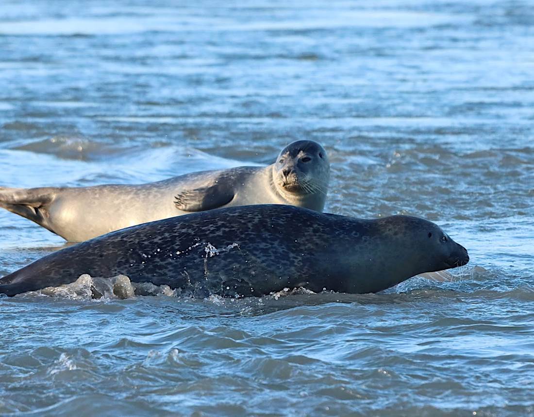 Saint Valéry sur Somme Gites La Baie des Remparts en Baie de Somme France