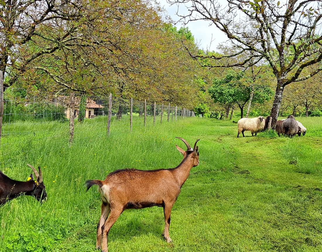 Nos animaux Gîte INYAQAB Dordogne Périgord