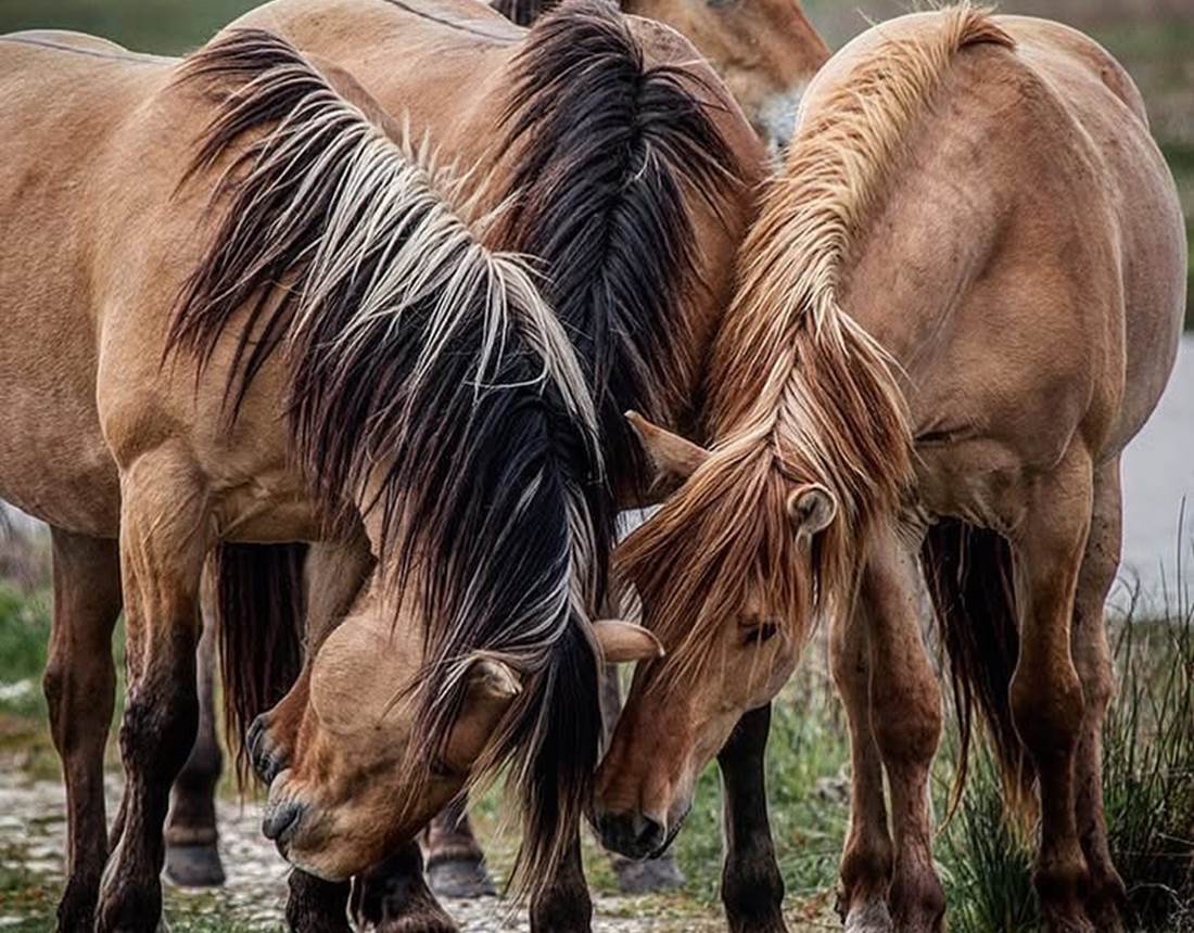 Henson Gites La Baie des Remparts Baie de Somme Picardie France