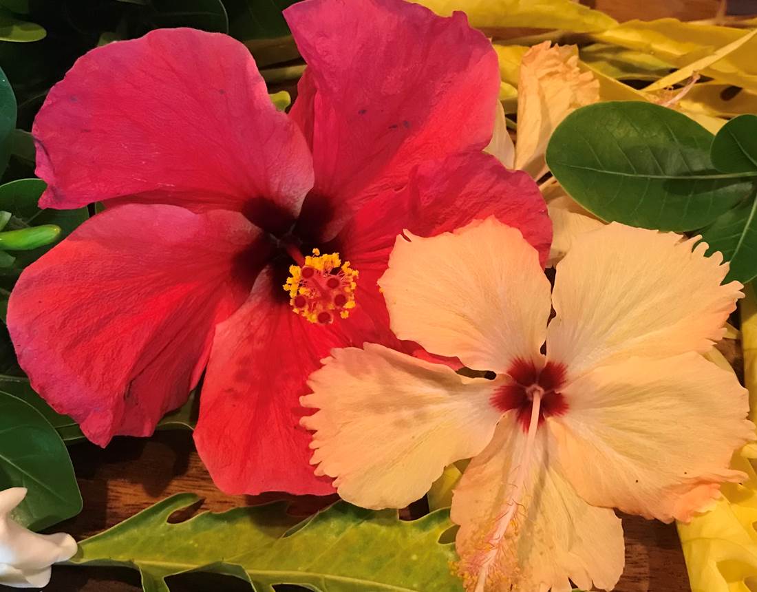 fleurs-hibicus-du-jardin