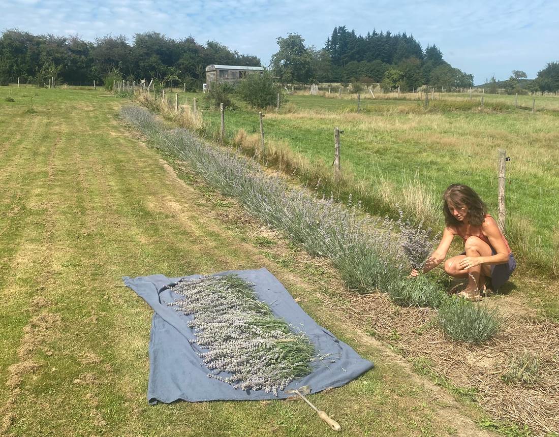 Les terres de la chouette, séchage du lavandin avant la fabrication de nos produits naturels